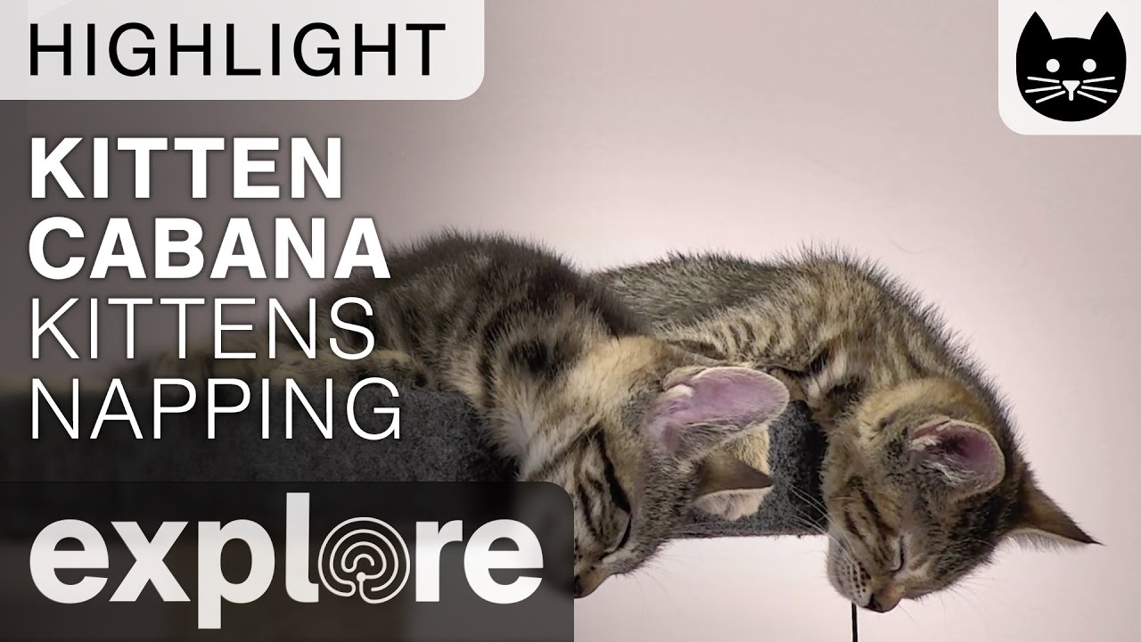 Two Kittens Napping and Almost Fall!! - Live Camera Highlight