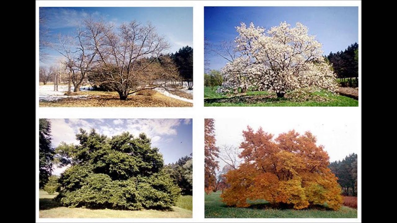 Trees 4 Seasons - A Visual Guide for Landscape Architects ...