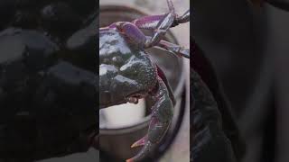 Catch crabs in the forest #solocamping #camping