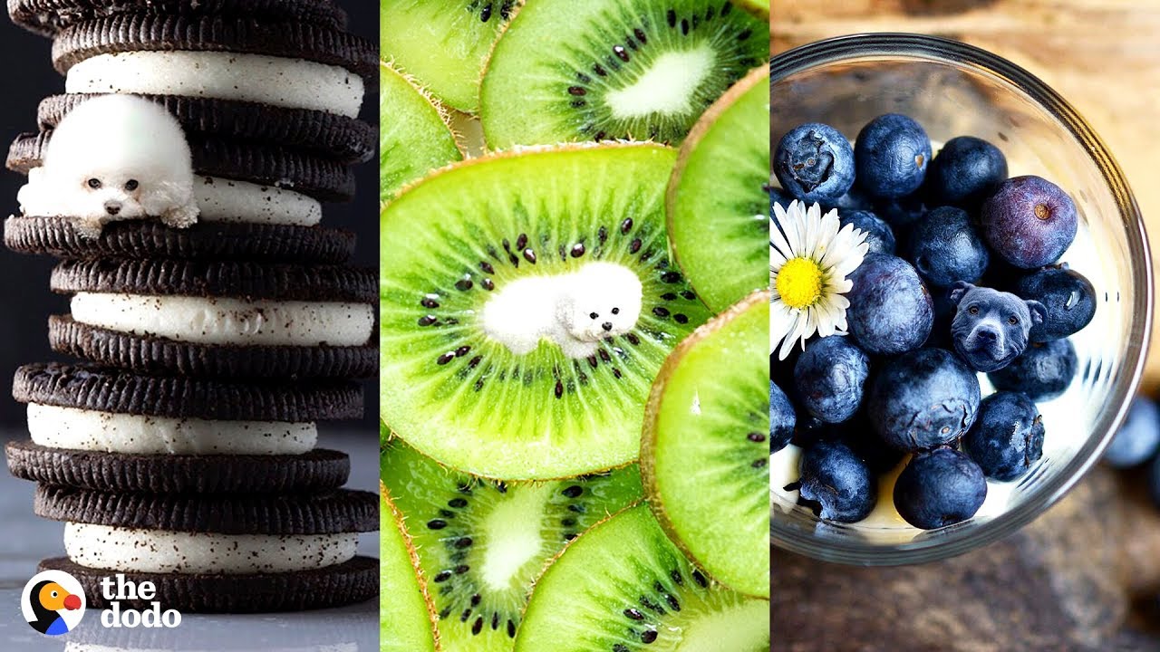 the dodo lashes Find the Dogs Hidden in These Pictures of Food Challenge | The Dodo