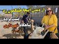 پناهگاه مخفی شهرداری با ۸۰۰ سگ! | چرا کسی نباید آدرسش رو بدونه؟! 🐾