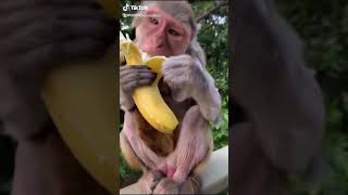 Şirin Maymun Ve Yavrusu Acıkmış