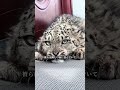 毎日かわいい動物をひとつ知ろう