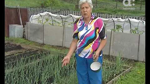 Голова садовая. Как спасти чеснок и лук от вредителей