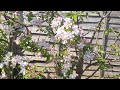 Japanese Theme Garden Update | Zen Garden Design Ideas, Landscaping &amp; Tranquil Backyard Update