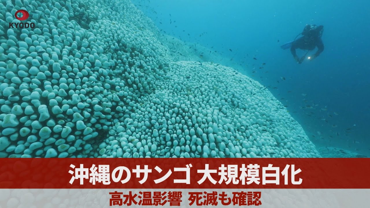 沖縄のサンゴ大規模白化 高水温影響、死滅も確認 - YouTube