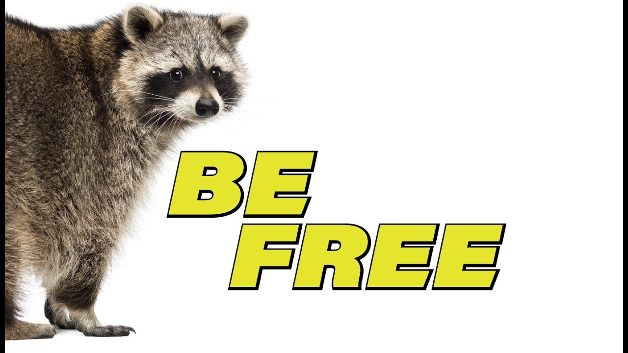 DP Trap Triumph: Quick Release of Cunning Raccoon 🦝