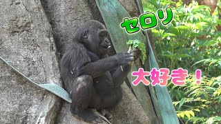 ゴリラ🦍の森の仲間たち  大好物のセロリを食べるスモモ😋　上野動物園　2024年5月25日
