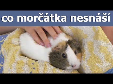 Video: Morčata - Domácí Mazlíčci