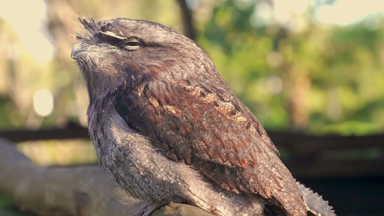 youtube-video-thumbnail