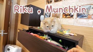 Riku's selection of toys .  They were startled by the sound by TOKYO CATS 7 views 1 year ago 2 minutes, 9 seconds