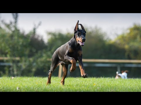 What Are Doberman Best For? The Smartest Dogs?