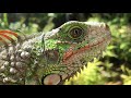 Iguana en mi pequeño Paraíso!!4k - Iguana in my little Paradise!!4k