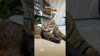 3d Halloween 👻 #3dprinting #explore #asmr #3d #fypシ #halloween #cat #pet #funny #yt #diy #3dprint