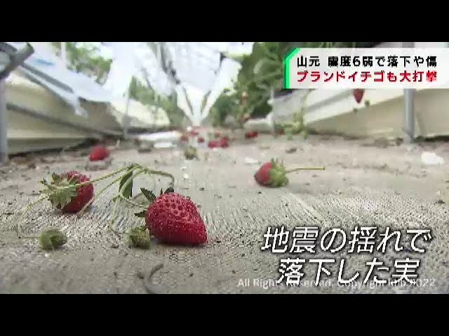 ブランドイチゴにも被害 震度6弱の宮城・山元町（220321OA) - YouTube