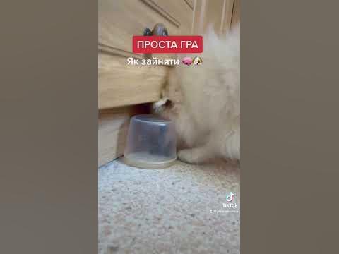 Гра з Собакой - YouTube