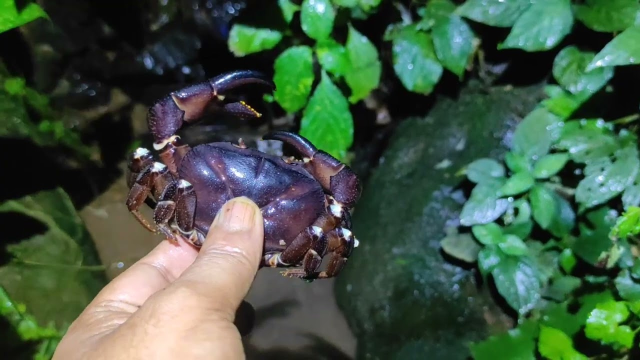 Chakai(🦀🦀) Meichher chhit//Hlawhtling ve ta...