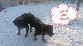 Mişa Ile Rexin Yanına Gittik 2ci Eşleşme Gerçekleşti Mişa Ile Rexin Yanına Gittik 2ci Eşleşme Gerçekleşti