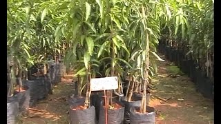 Selection of Mango planting material – tips for plantation