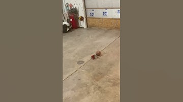 EPIC ball explosion from Milwaukee air compressor!!!