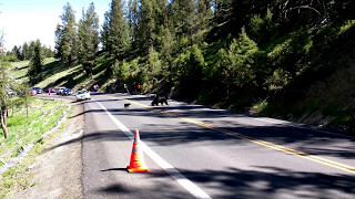 Bear mom brings 2 cubs crossing road