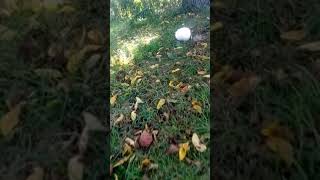 Puff ball season