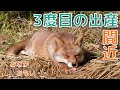 【出産間近】お腹の重さと眠気に耐えてがんばる母狐