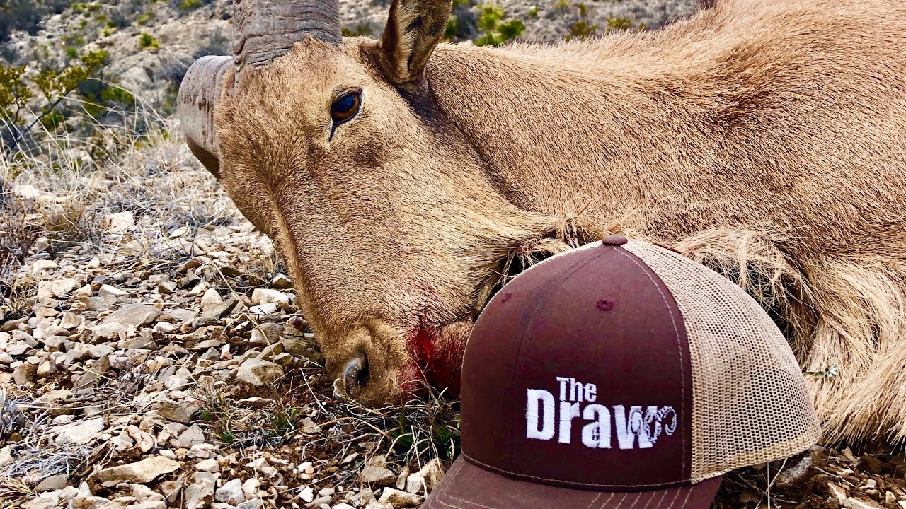 New Mexico Barbary Sheep Hunt YouTube