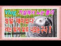 앵무새거실Vlog 스스로 `행복하다` 말하는 연구대상똘이[20210203]