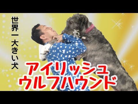 世界一大きい犬 １歳でこの大きさ アイリッシュ ウルフハウンド登場 Youtube