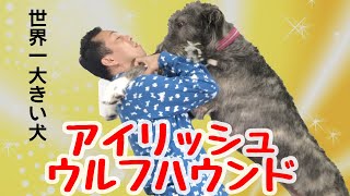 【世界一大きい犬】歳でこの大きさアイリッシュ・ウルフハウンド登場