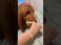 Trusty #cute #braclet #dog #fyp #viral