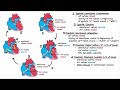 The Cardiac Cycle: Understanding Heart Function and Blood Flow Dynamics