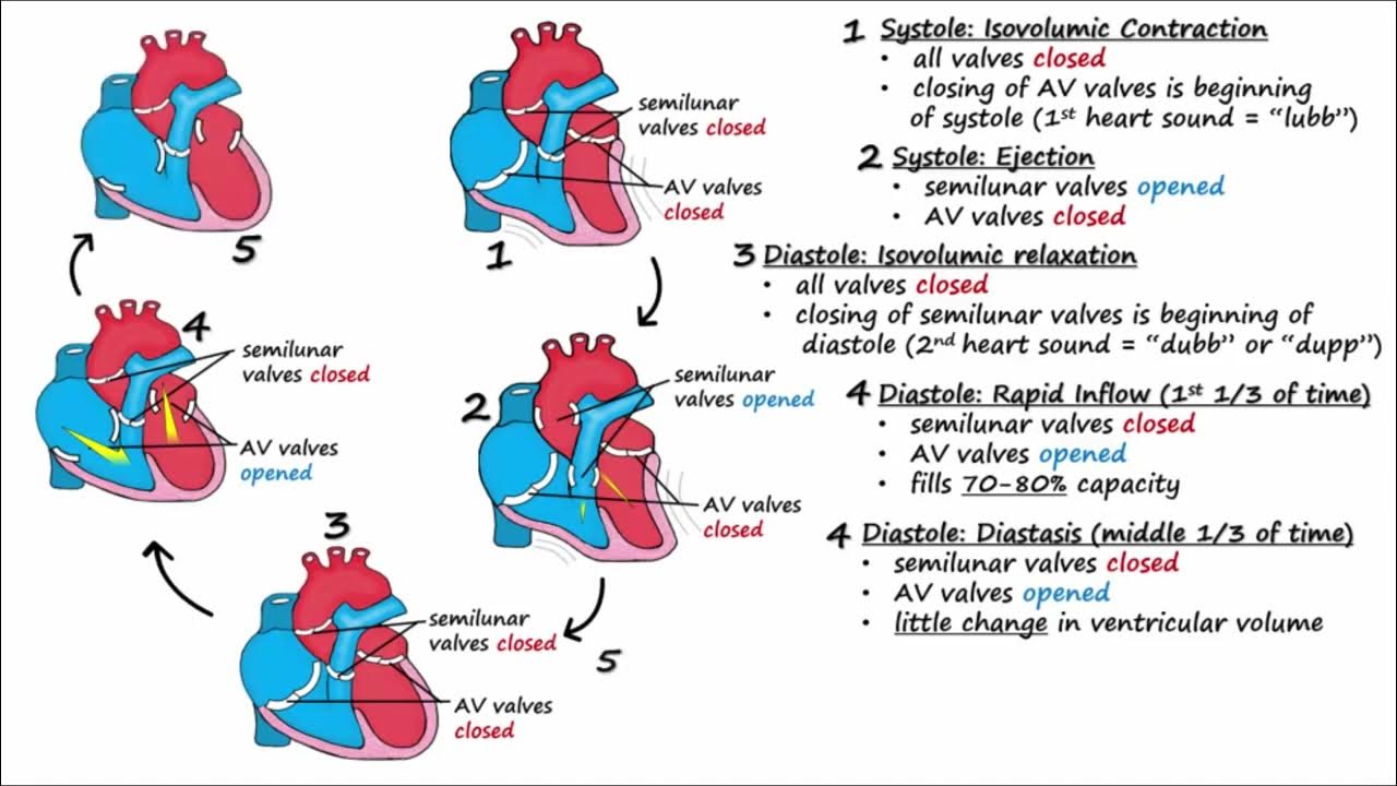 Cardiac cycle youtube