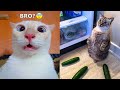 Funniest Animals - Best Of The 2021 Funny Animal Videos #59
