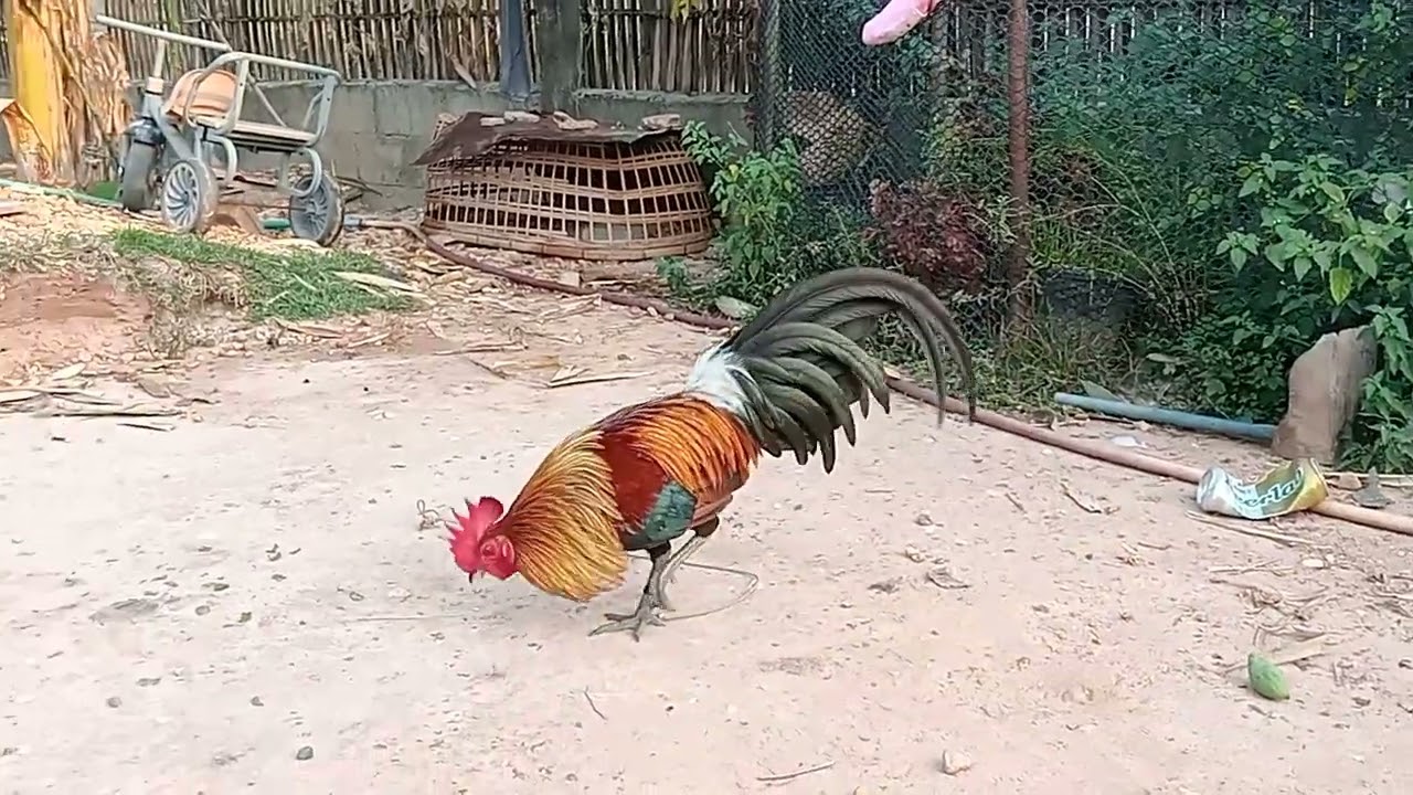 4 (3) qaib zoo raug khav kawg lawm 2026