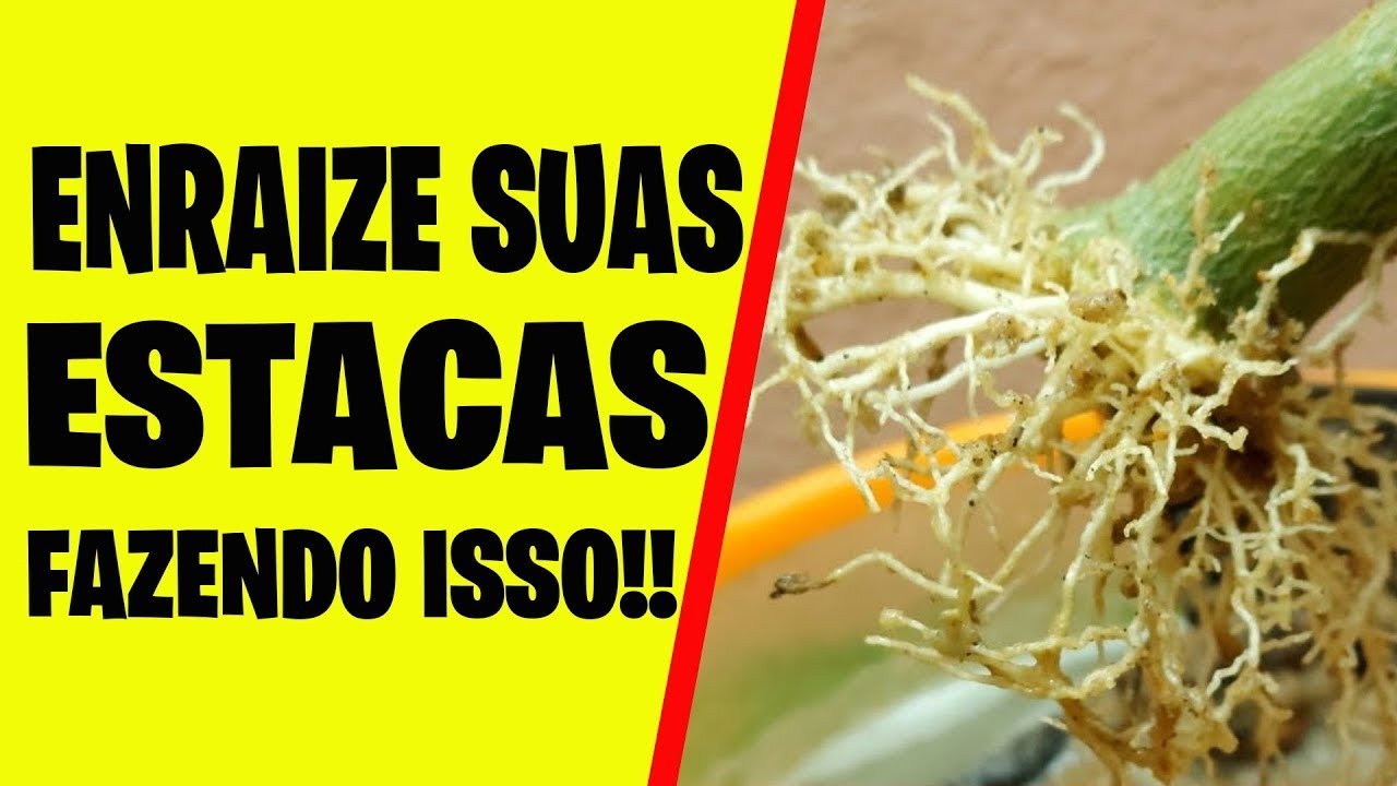 ✅[IMPERDÍVEL] Forma 100% GARANTIDA de enraizar estacas de Rosa do Deserto