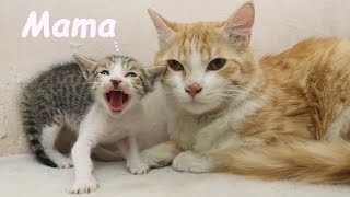 Adopted Kitten MEOWS to Call Foster Dad Cat for Help, POOR KITTEN Nursed by Foster MOM CAT by Moo Kittens 408 views 8 days ago 1 minute, 43 seconds