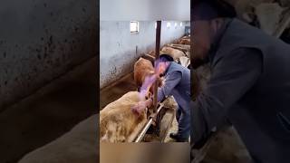 Корова выпускает газ(метан)