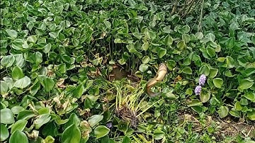 Câu cá rô đồng, trê vàng: điểm câu dính toàn trê vàng khủng.