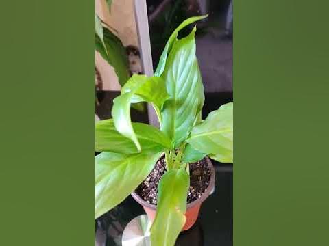 Әйел бақыты гүлі. #гүл #үйгүлдері #әйелбақыты - YouTube