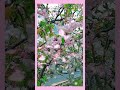 Last glimpse of Sakura 🌸#sakura #cherryblossom2026 #spring #cherryblossomjapan #spring2026