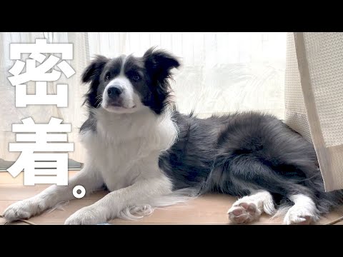 【犬が来て17ヶ月】ボーダーコリーの一日に完全密着してみた