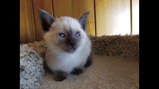 Gorgeous Applehead Siamese and Balinese Kittens Available in North Carolina!