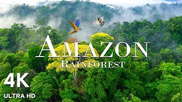 Amazon 4k - The World’s Largest Tropical Rainforest | Relaxing Piano with Nature Sounds