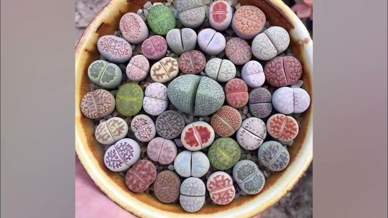 рай для ушей