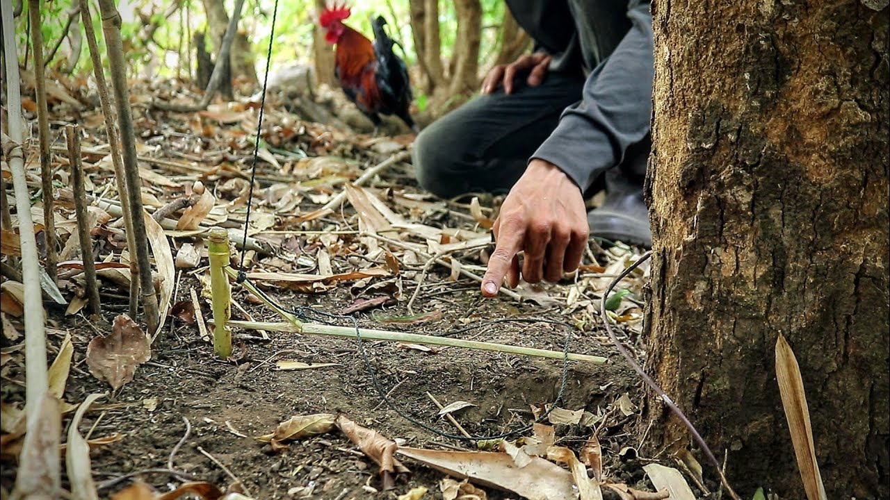 Сделайте ловушку для диких кур, чтобы выжить в лесу.