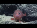 Sea Toad and Its Behavior