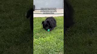 My dogs first Easter egg hunt #shorts #adoptdontshop