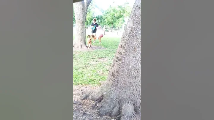 Goat Play Time in Texas